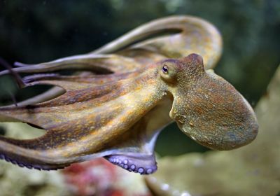 Großaufnahme eines schwimmenden Kraken.